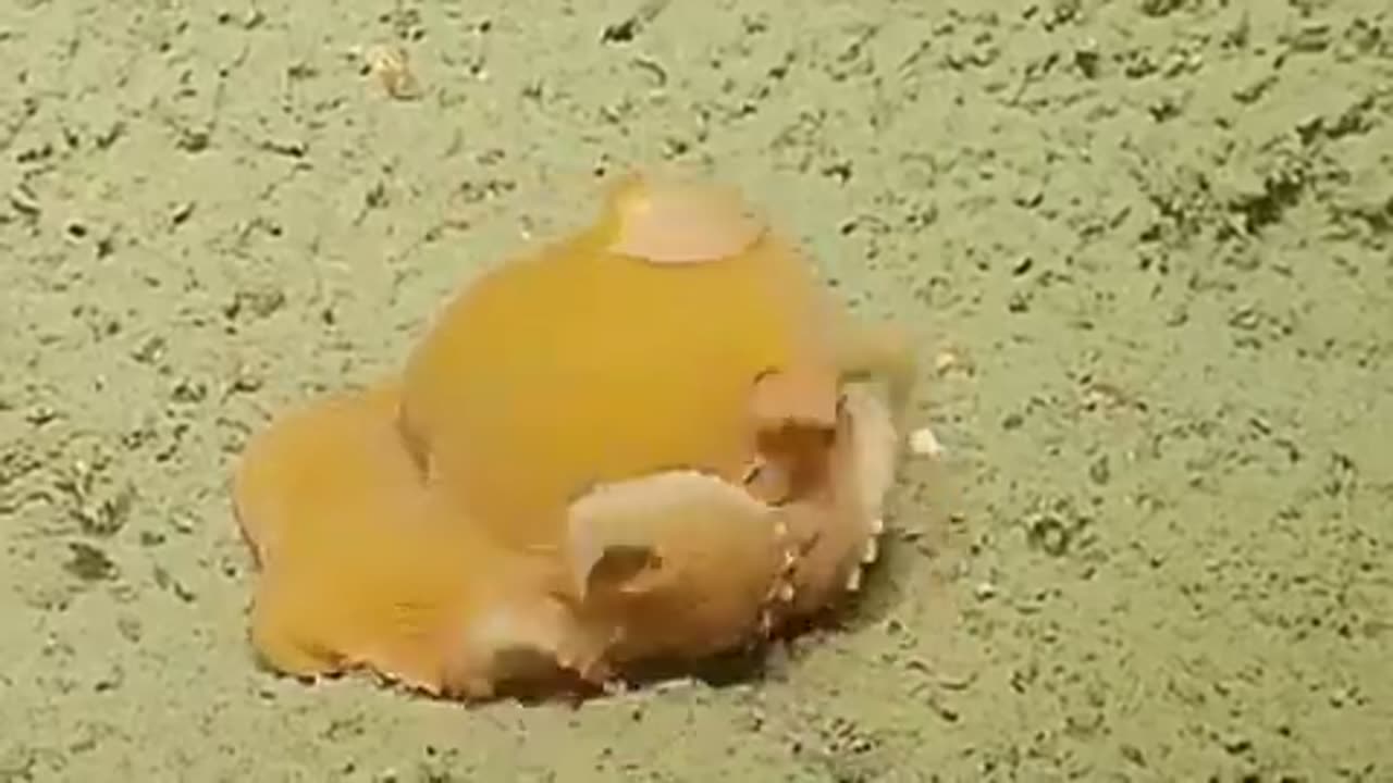 Adorable Dumbo Octopus #shorts #viral #shortsvideo #video