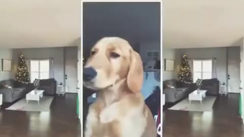 Dacing dog