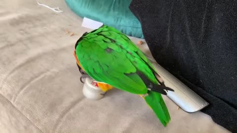 Parrot Falls To The Ground While Rolling on The Couch