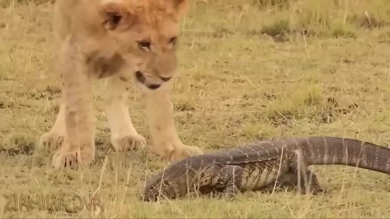 Aghast! The Brutal Moment When the Fierce Lion Couldn't Avoid The Giant Lizard Bites| Wildlife 2023