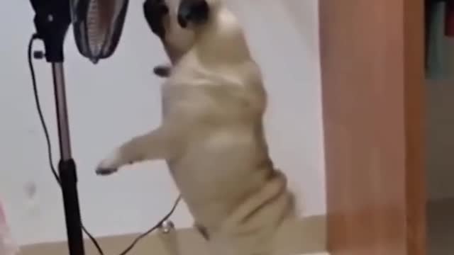 Funny Cuties Dog Need Some Air