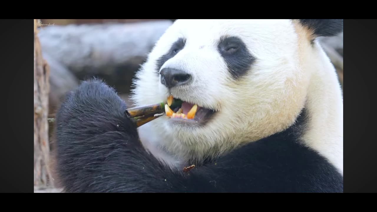 Panda eating