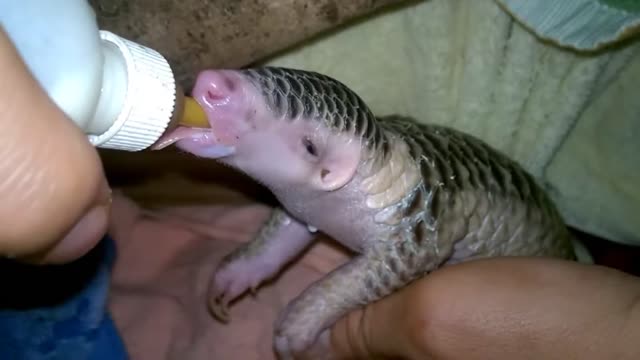 baby pangolins