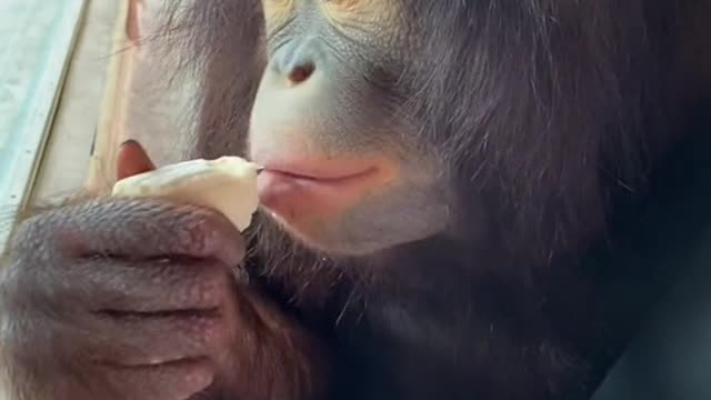 You get half the monkey for the banana