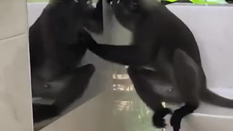 Monkey mesmerised byown reflection