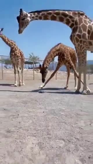 Giraffe and Turtle: Unlikely Friendship in the Wild