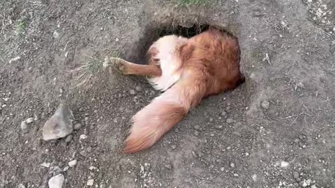 Rosie the Golden Retriever Makes Her Own Home