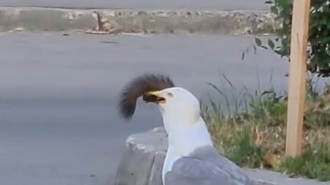 Animal: