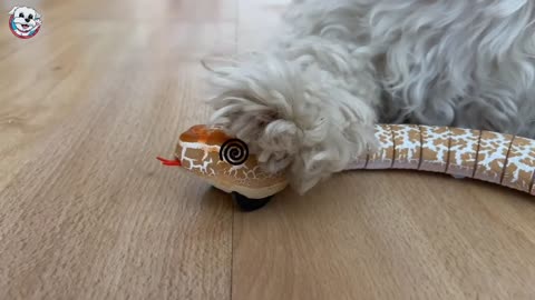 my dog react to snake