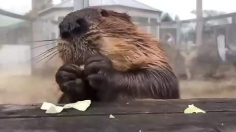 beaver eating cabbage