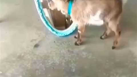 Funny animals videos