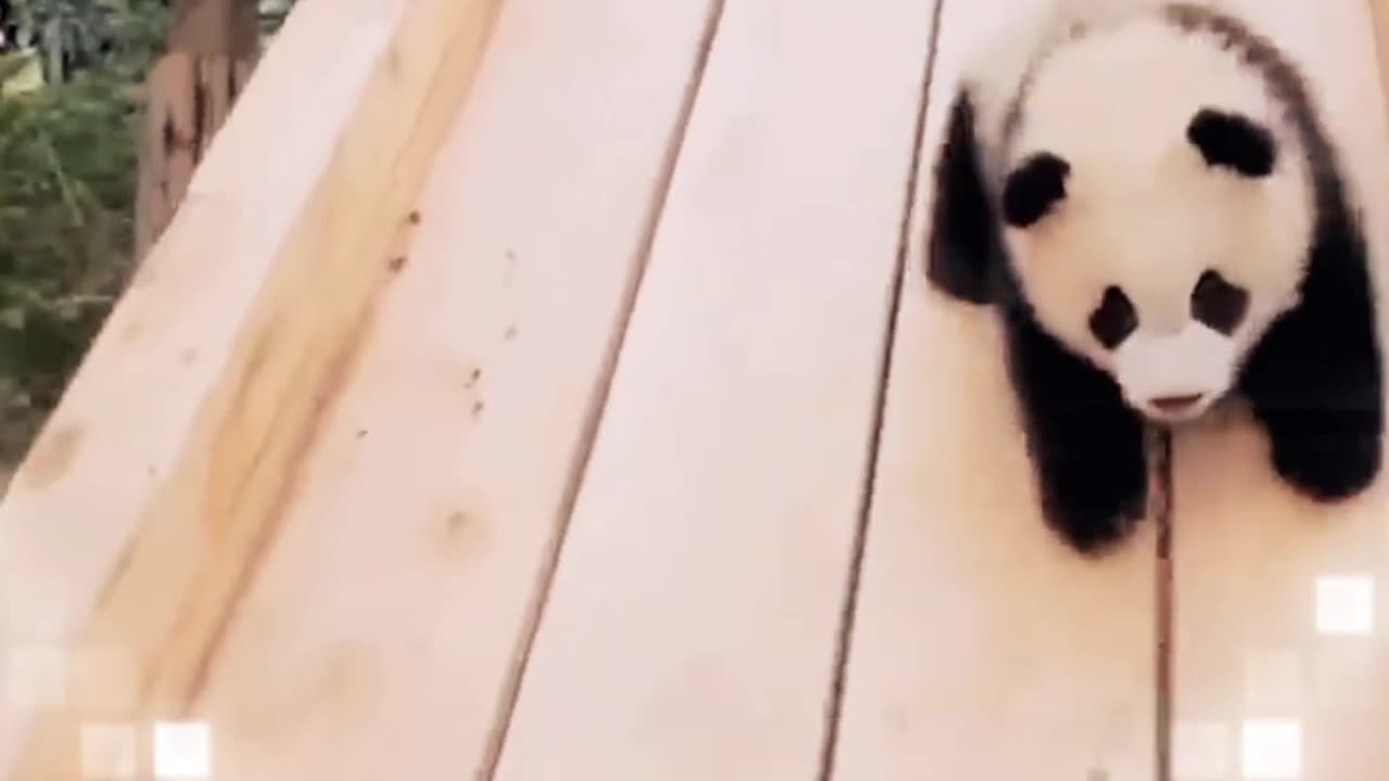 Dancing Animals