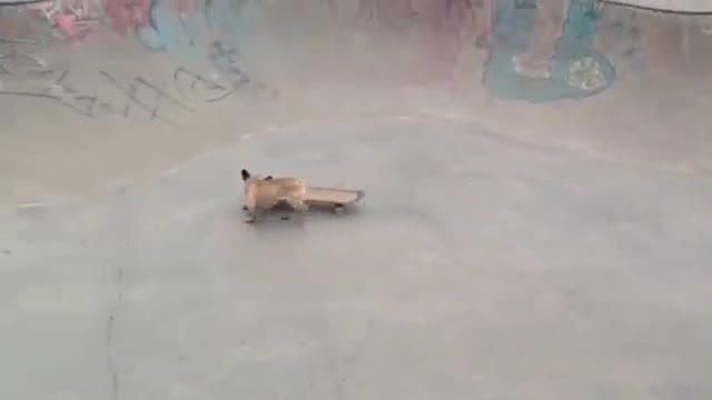 Bulldog Francés skater demuestra movimientos impresionantes
