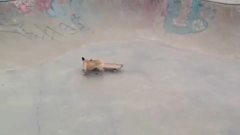 Bulldog Francés skater demuestra movimientos impresionantes