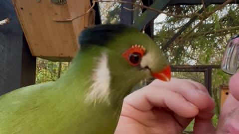 My cute and tame white-cheeked turaco bird