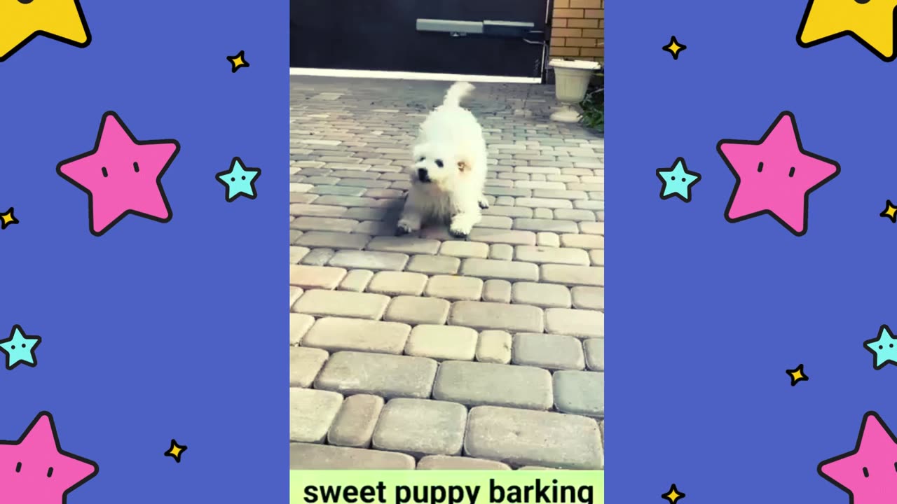 Sweet Puppy Barking in the Most Adorable Voice Ever!