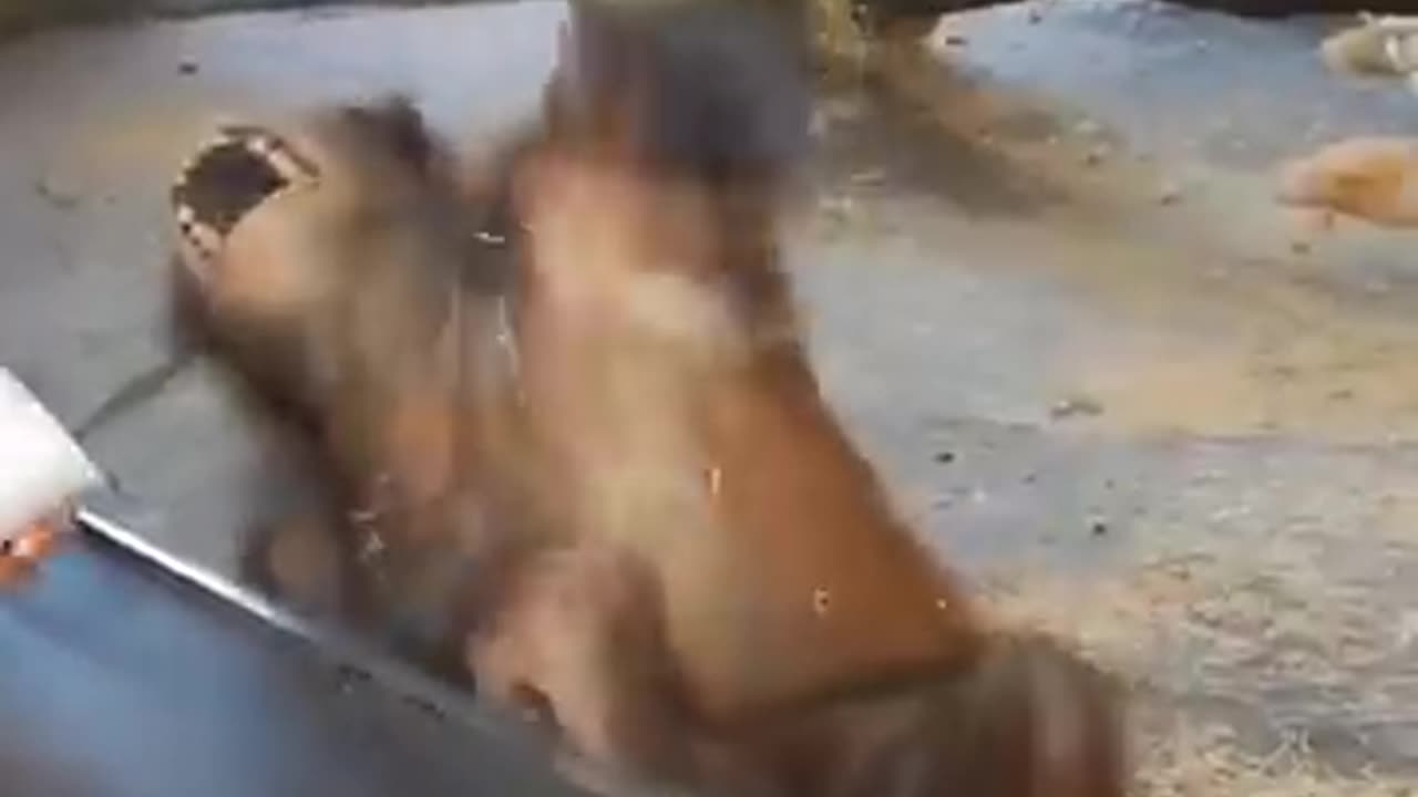 Funny monkeys