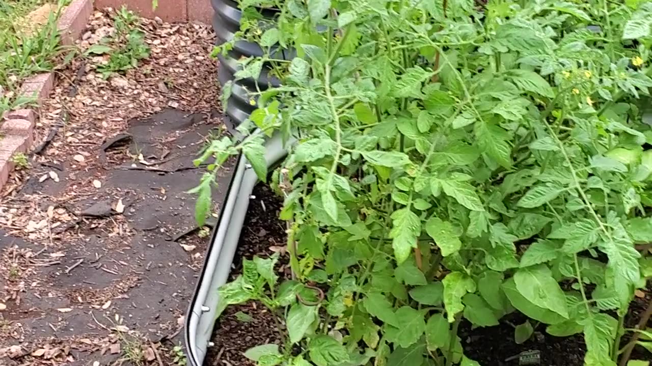 Implementing a rain barrel for the raised bed garden. #7