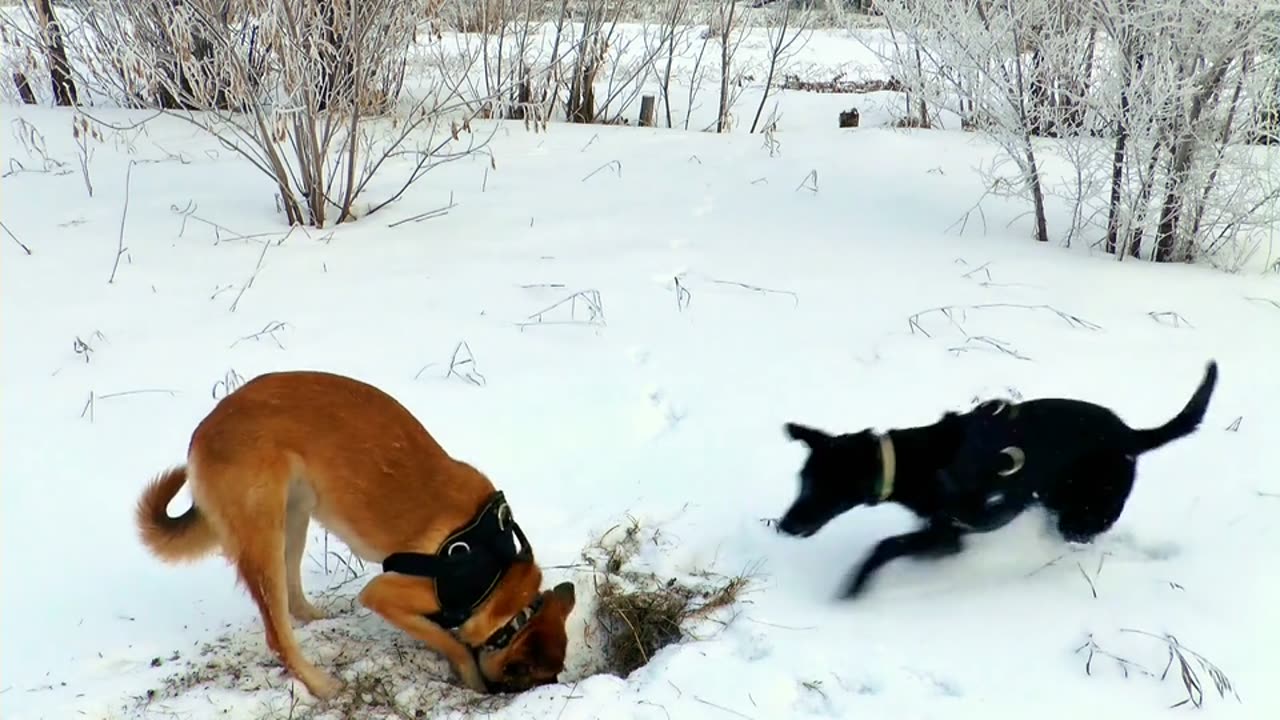 Dog on a snowy day