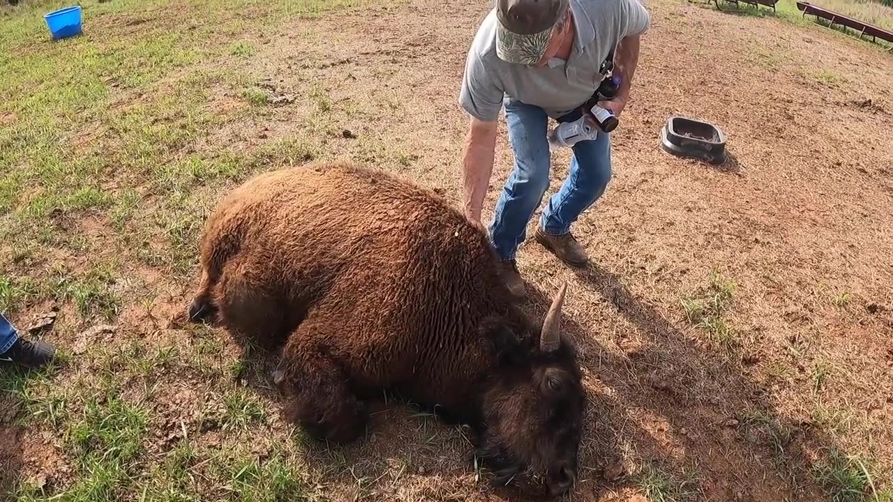 We RESCUED An Abandoned Bison! Where Did He Come From!?