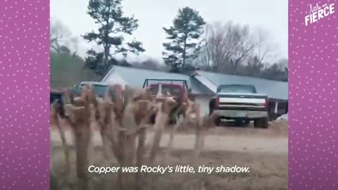 Fawn Comes To Lady's Door Every Morning | The Dodo Little But Fierce