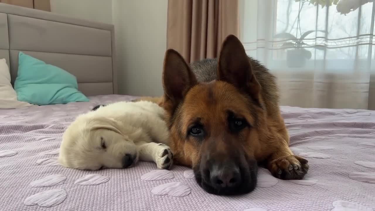 German Shepherd and Tiny Puppies [Cuteness Overload]