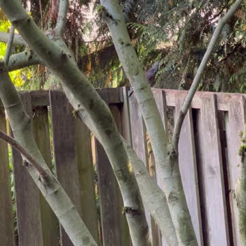 Flicker on the Fence