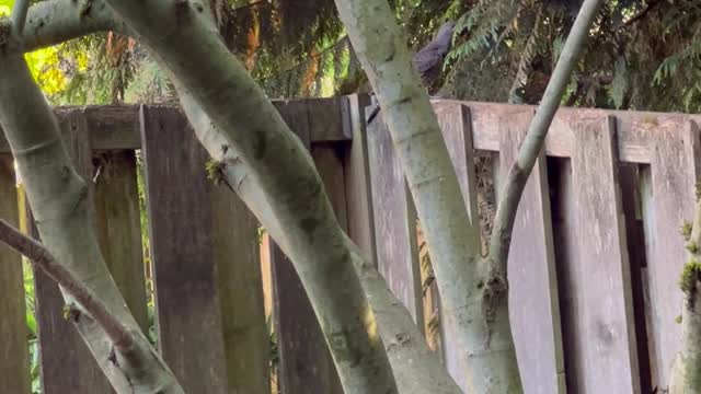 Flicker on the Fence