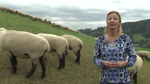 Steirische Landwirtschaft_ Tierwohl Schafstall