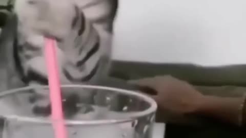 This animal is very cute and exciting
