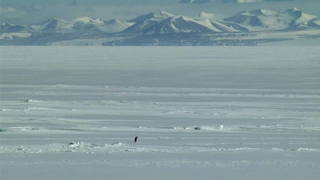 Penguin don't care anymore. The Nihilist penguin goes into the nothing.