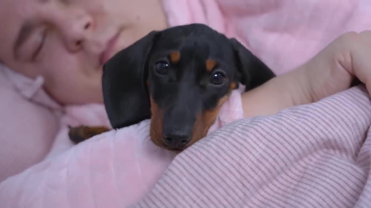 Little rogue! Cute & funny dog video of dachshund puppy!