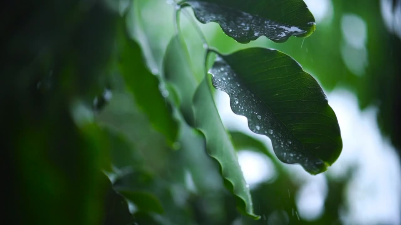 Soothing rainfall 🌧 eased anxiety for deep sleep 🌧 😴