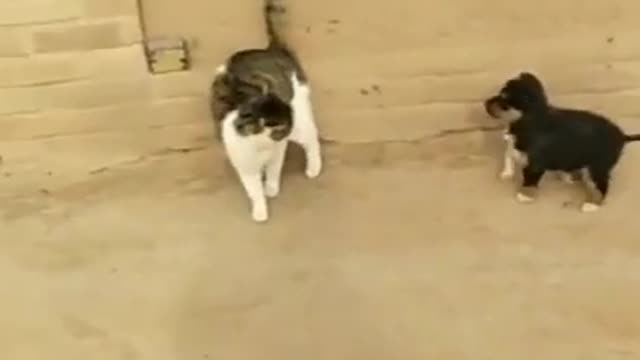 Dog Vs Cat Fight and funny video