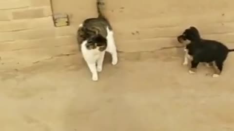 Dog Vs Cat Fight and funny video