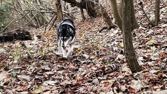 ❤️💙🖤🤎🐾🐺🐾🤎🖤💙❤️ #husky #siberianhuskies #dogsofinstagram #dog