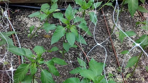 SZN:5 EP:24 Pepper Care From Start Indoors Until Flower Time Outdoors - Lighting - Pruning Flowers