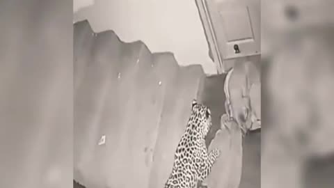 Leopard attacks on dog - shocking videos😰