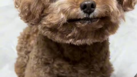 dancing Queen #cute #dog #poddledog