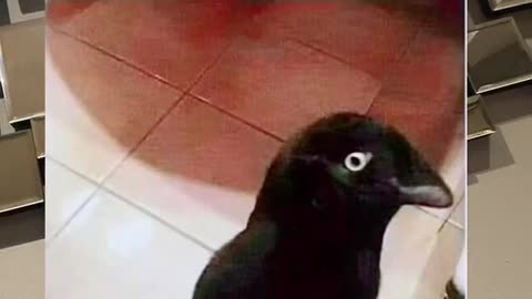 Is this a bird or a crow