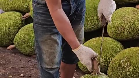 Big jackfruit cutting skills