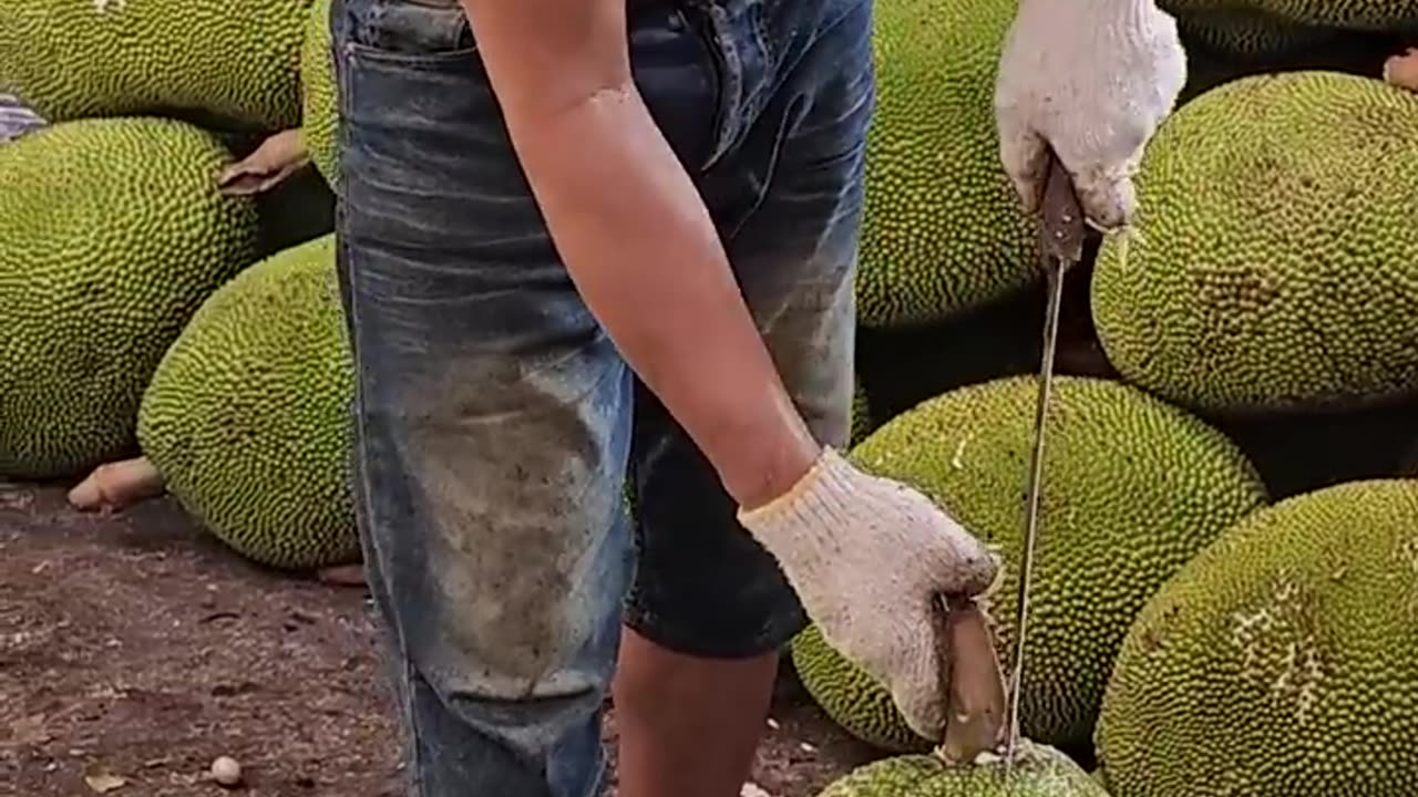 Big jackfruit cutting skills