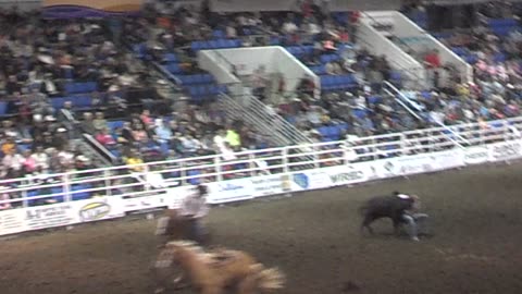 Rodeo Steer wrestling