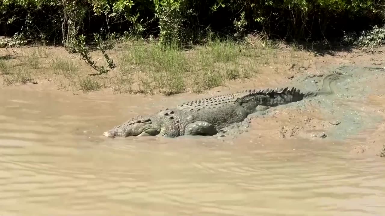 Australia weighs tactics to thin crocodile numbers | REUTERS