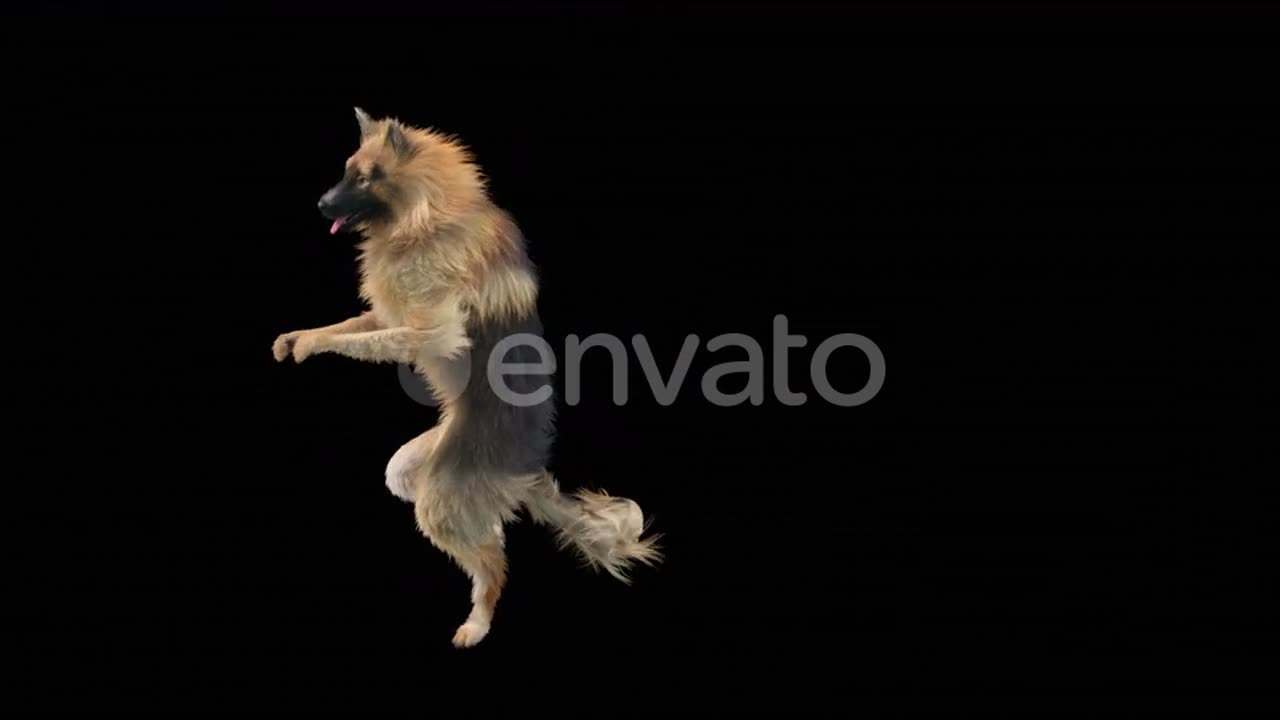 Dog dance