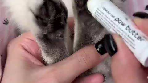 Wie man die Krallen einer Katze schneidet,how to trim a cat.