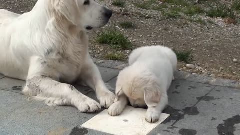 Mom With Cute Puppy 🐶 😍