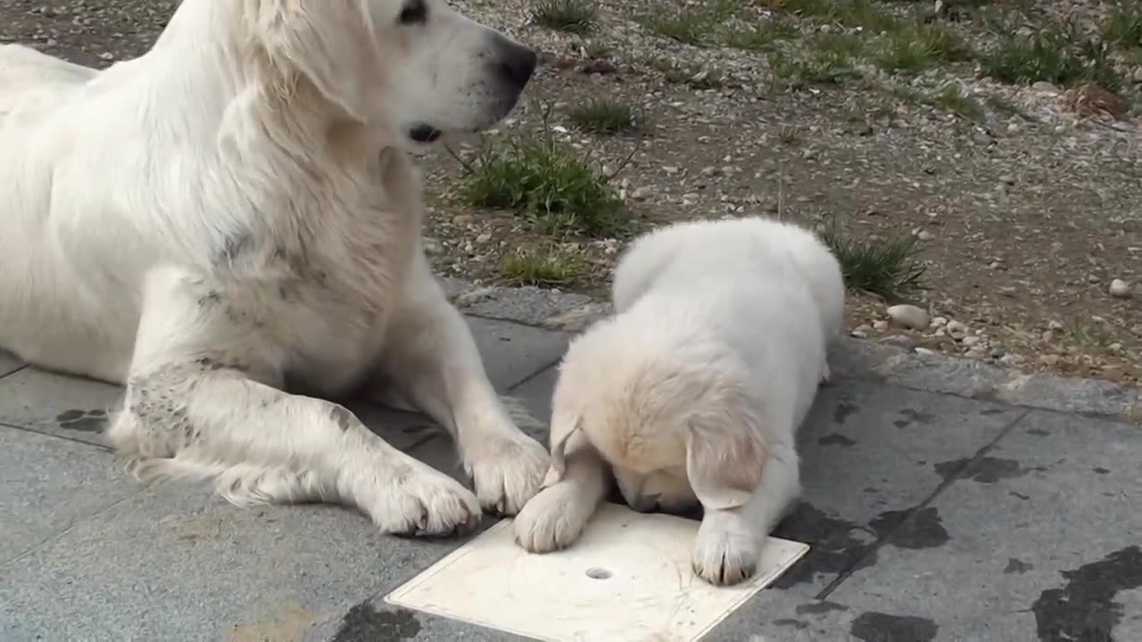 Mom With Cute Puppy 🐶 😍