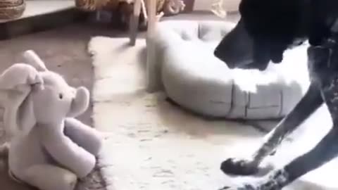 What is this sorcery?! 😂🐕😍❤