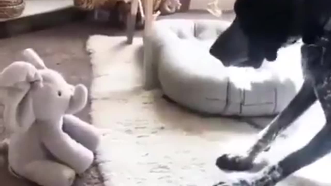 What is this sorcery?! 😂🐕😍❤